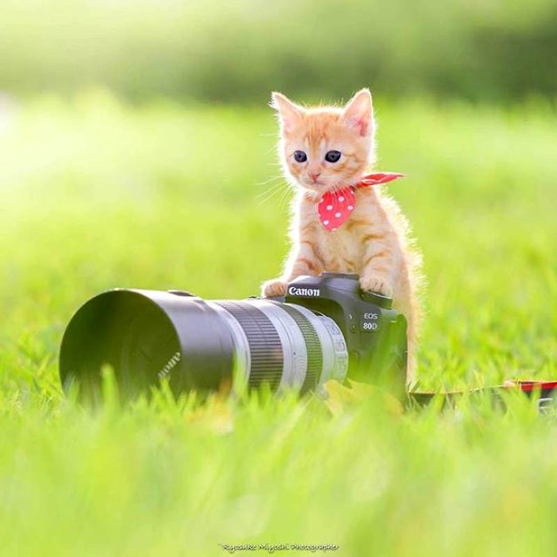 Очаровательные кошки японского фотографа Риосуке Миёси