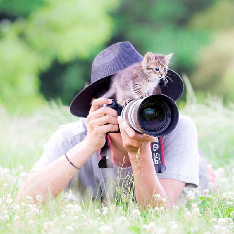Очаровательные кошки японского фотографа Риосуке Миёси