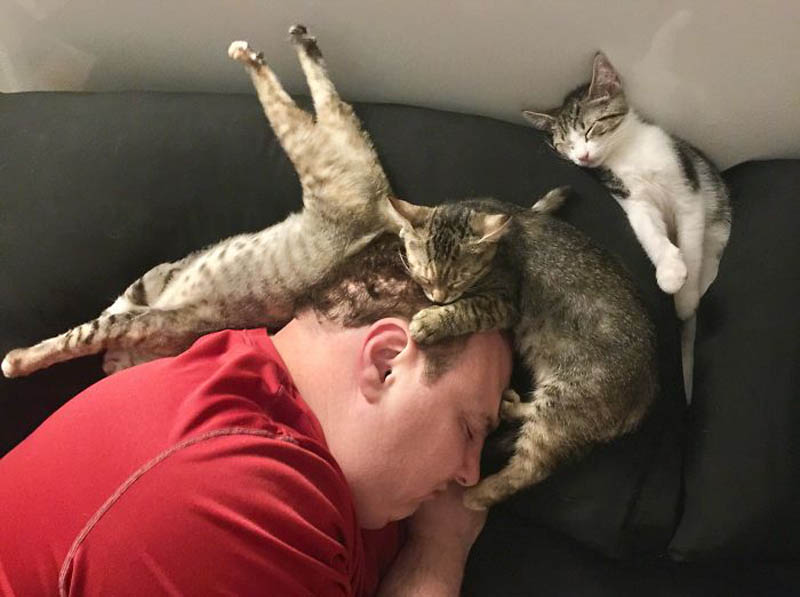 Спящие коты: кучкой веселее!!!