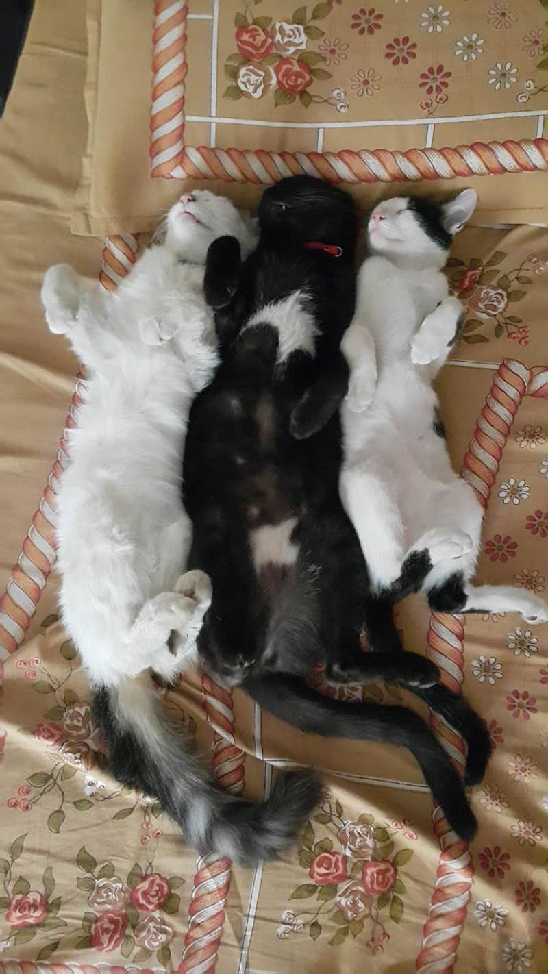 Спящие коты: кучкой веселее!!!