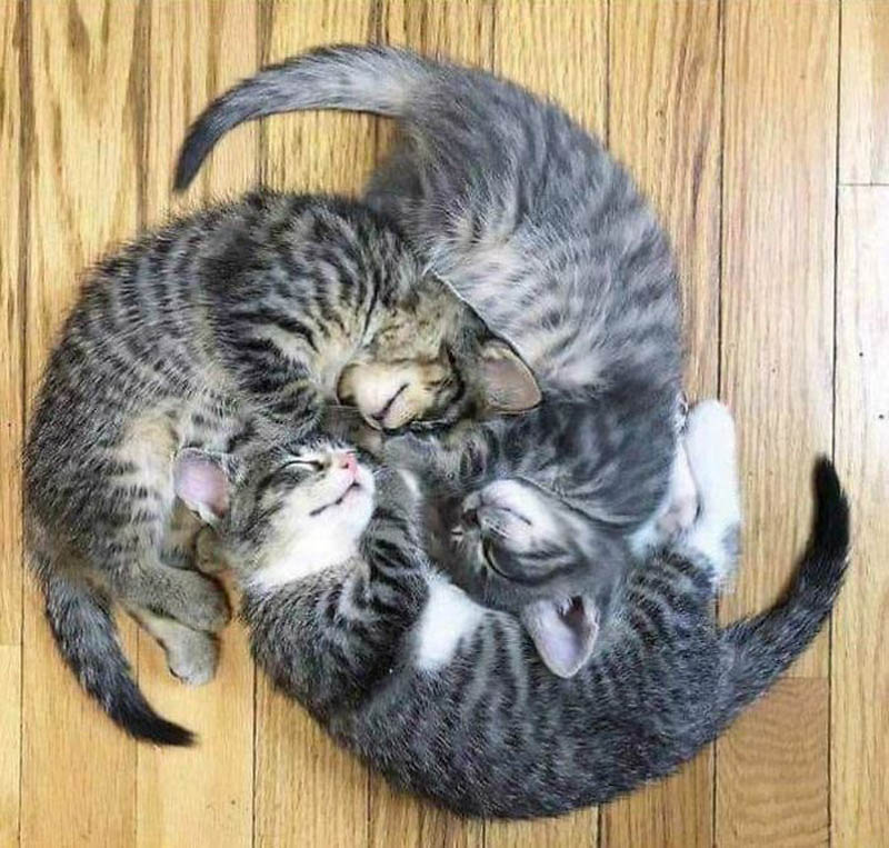 Кошка Пушинка — Спящие коты: кучкой веселее!!!