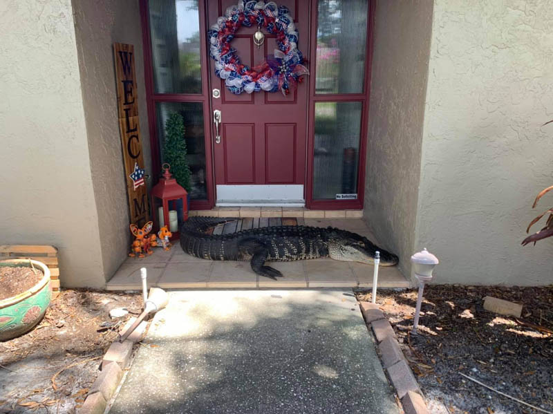 Аллигатор у входной двери