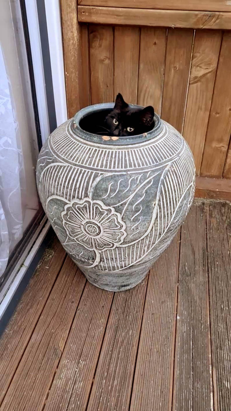 Пеппи сделала садовую вазу своим домом