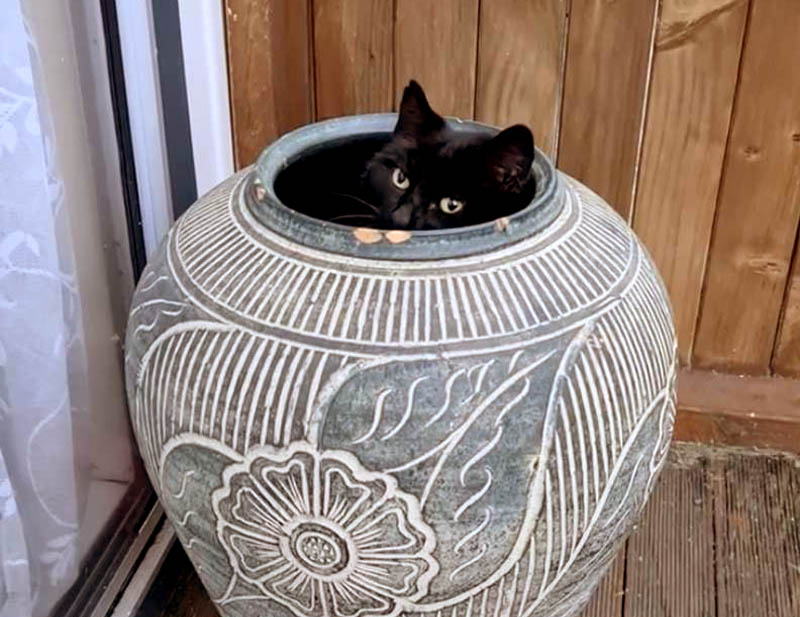 Кошка Пеппи и садовая ваза