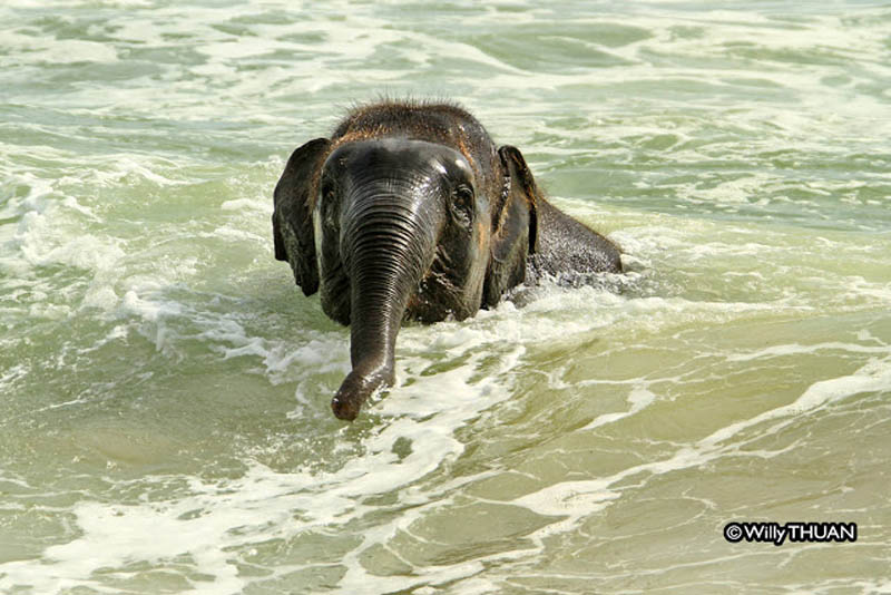 Купающийся в море слоненок 