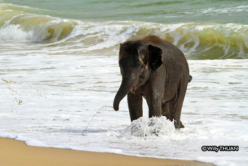 Купающийся в море слоненок 
