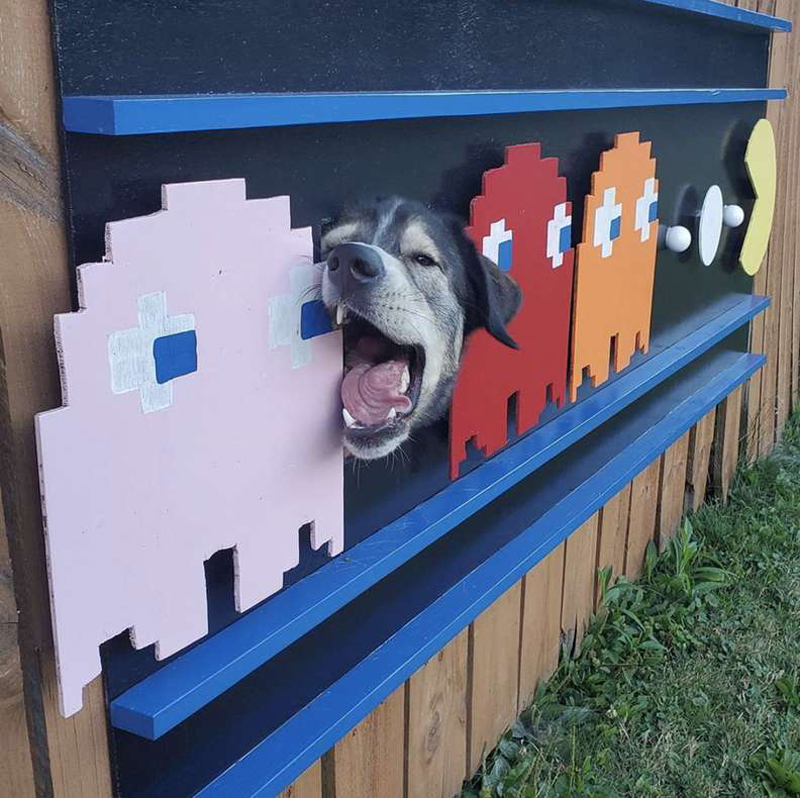 Селфи с забором, картиной и собакой