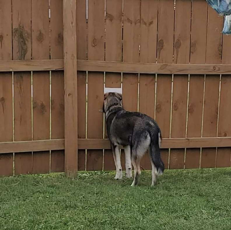 Селфи с забором, картиной и собакой