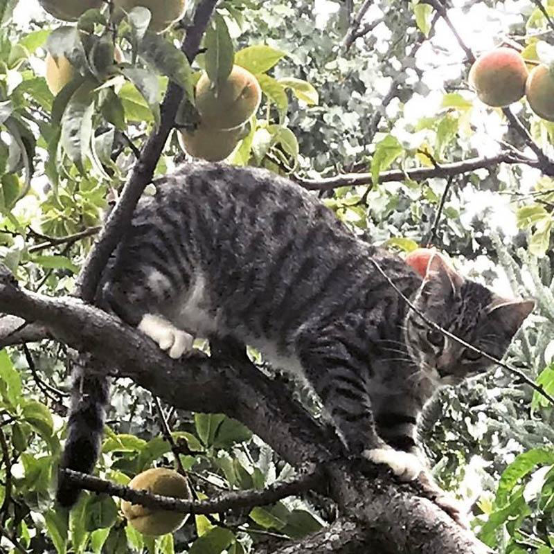 Кошки на деревьях 
