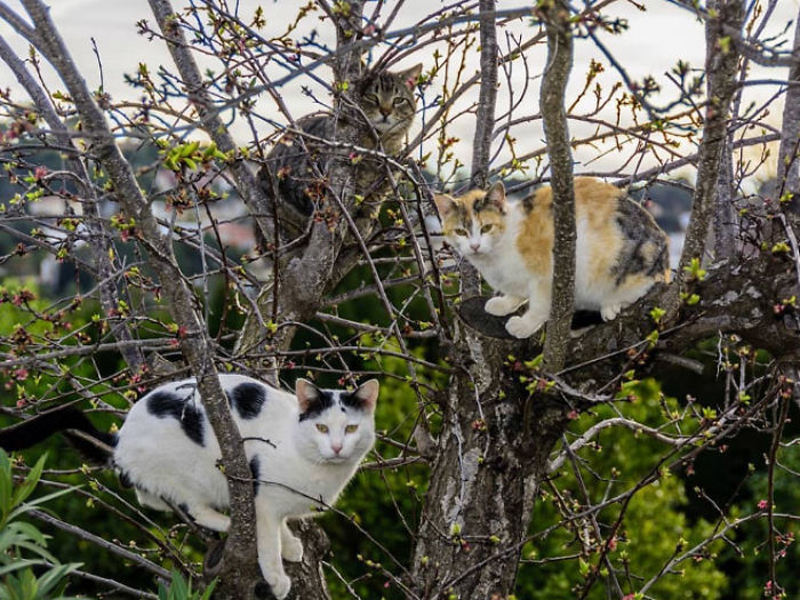 Кошки на деревьях 