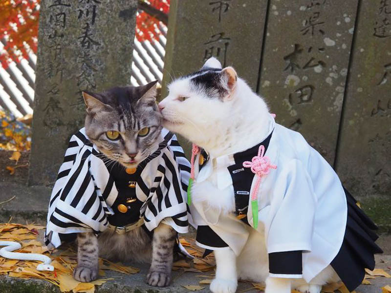 Коты в костюмах аниме