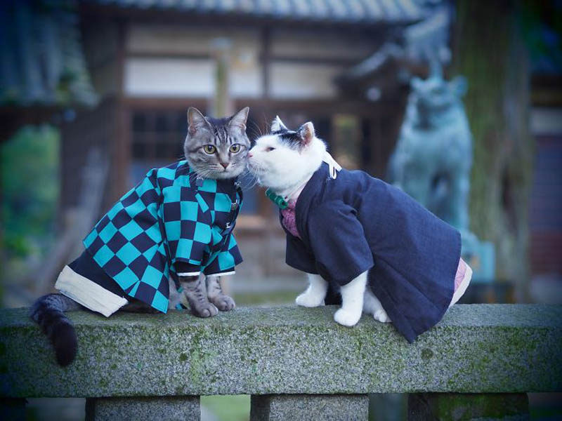 Коты в костюмах аниме