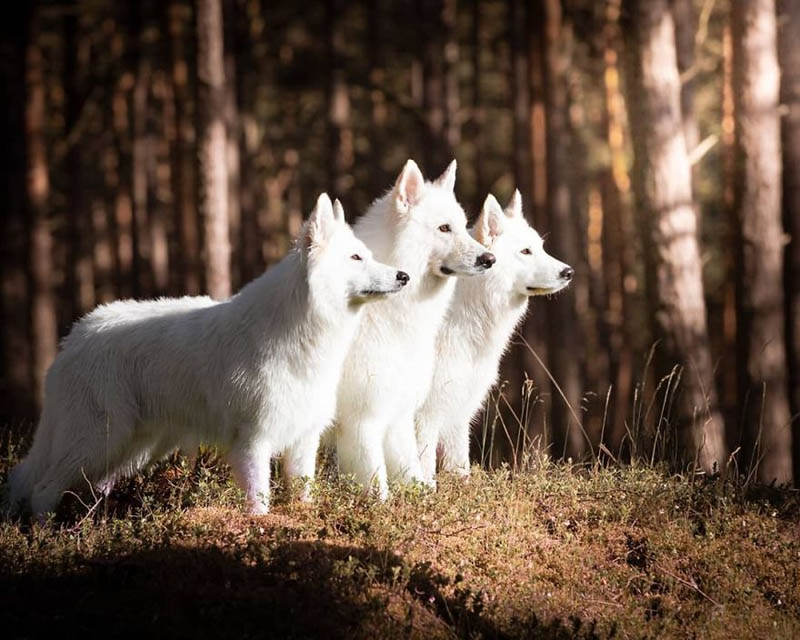 Белоснежные собаки Агнешки Чешинской