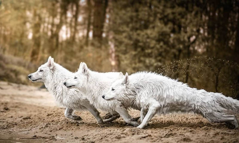 Белоснежные собаки Агнешки Чешинской