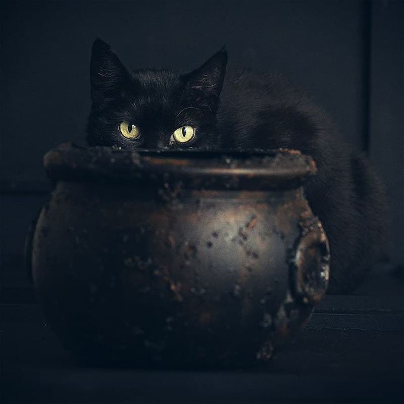 Кошки и Хэллоуин от фотографа Кэтрин Холмс
