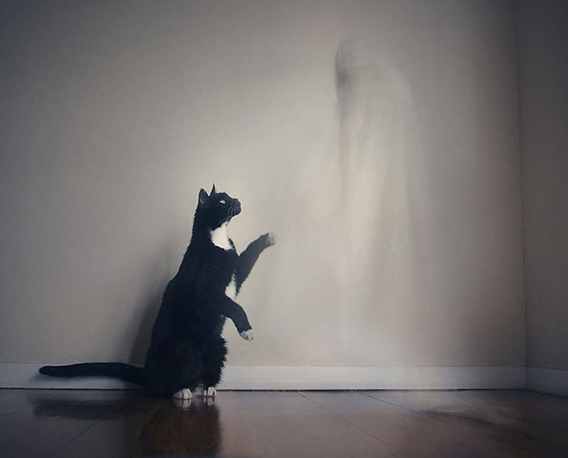 Кошки и Хэллоуин от фотографа Кэтрин Холмс
