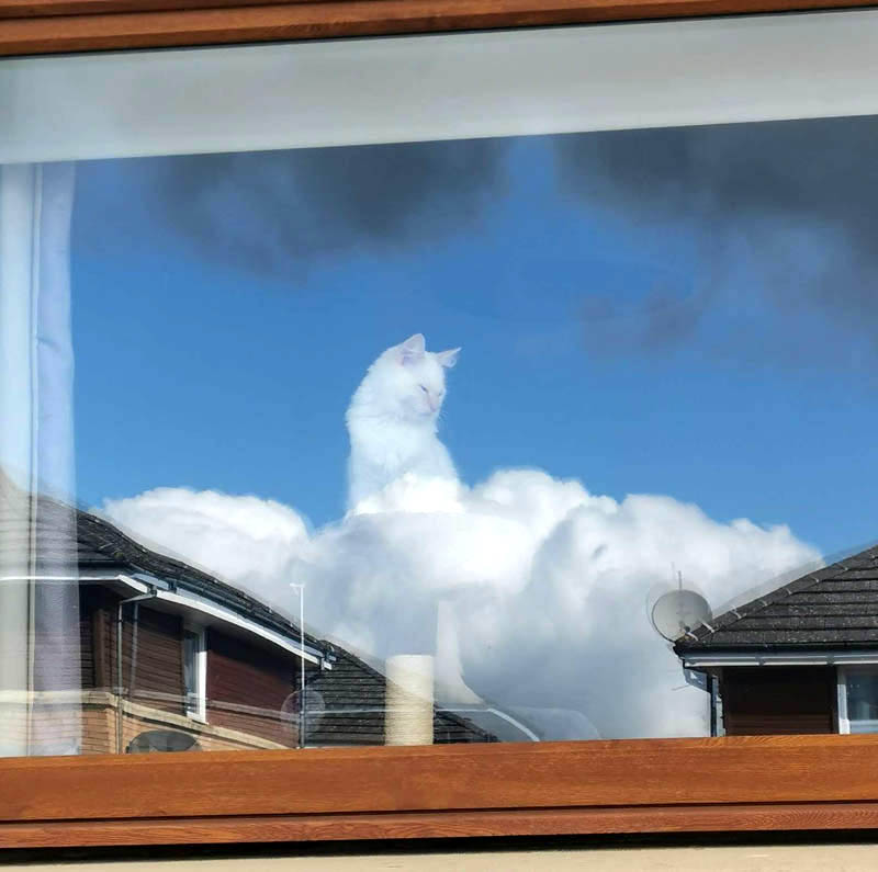 «Облачный» кот Клайд