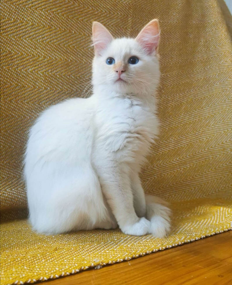 «Облачный» кот Клайд