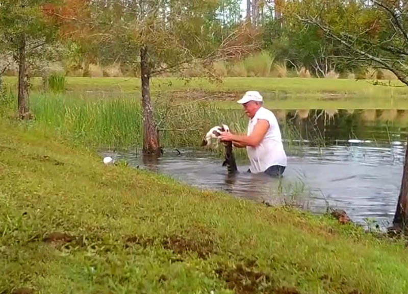 Мужчина спас своего щенка из пасти крокодила