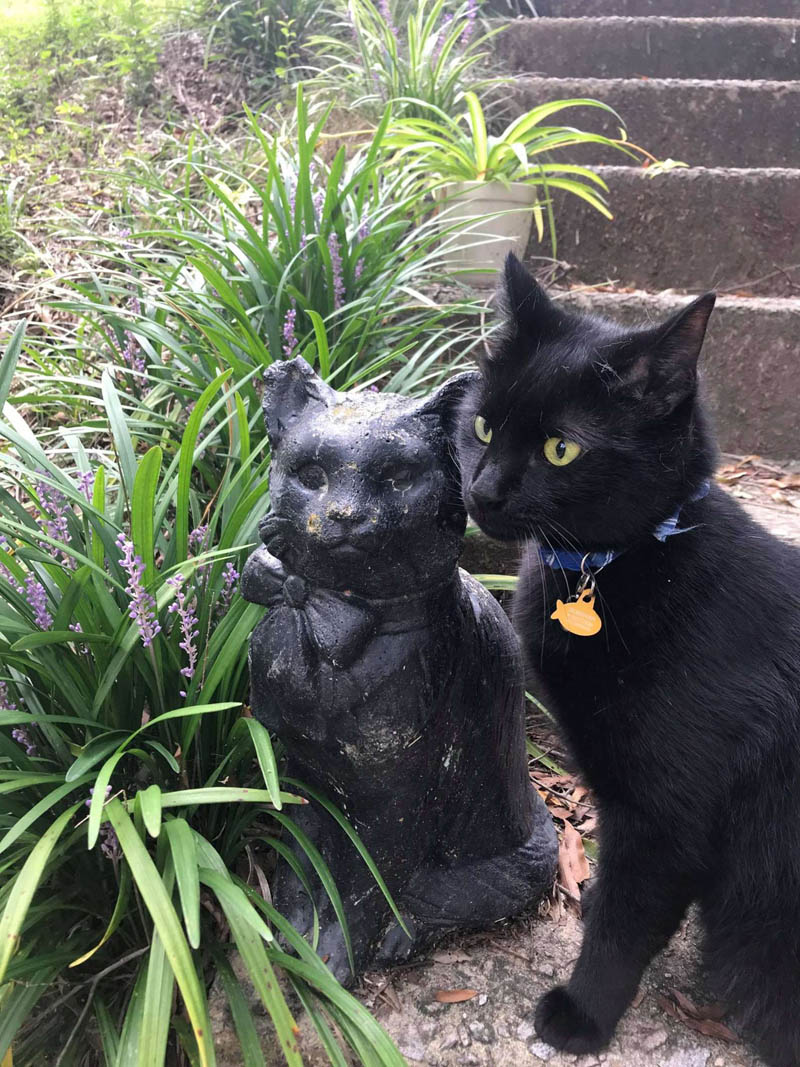 Кот влюбляется в садовую фигурку кошки