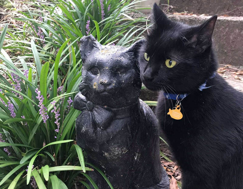 Кот влюбляется в садовую фигурку кошки