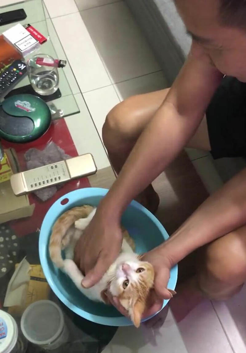 Дедушка с помощью котенка учит сына, как правильно купать ребенка
