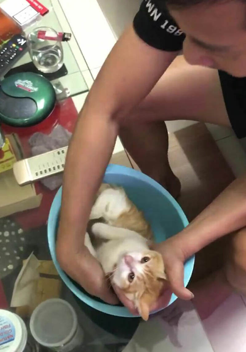 Дедушка с помощью котенка учит сына, как правильно купать ребенка