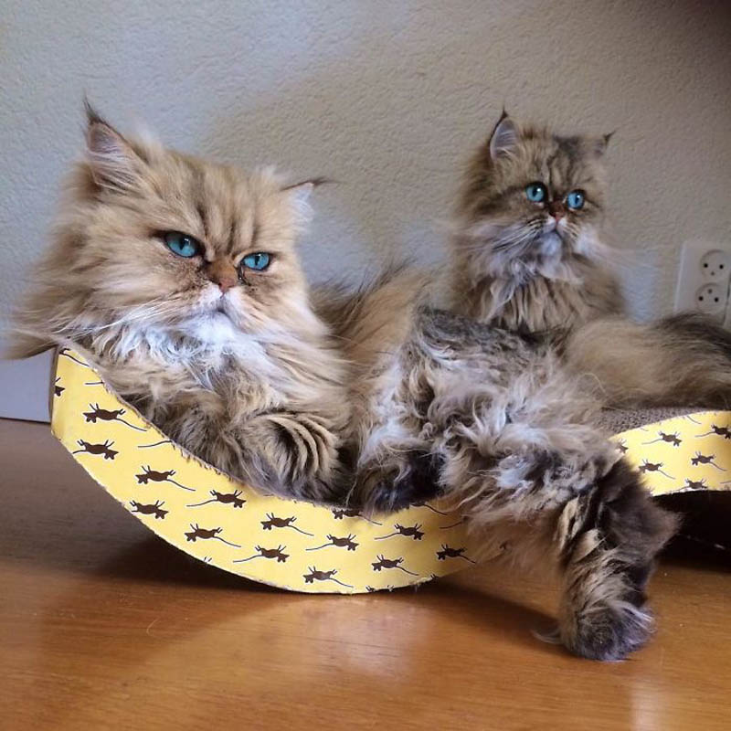 Персидские кошки Лилли и Эви