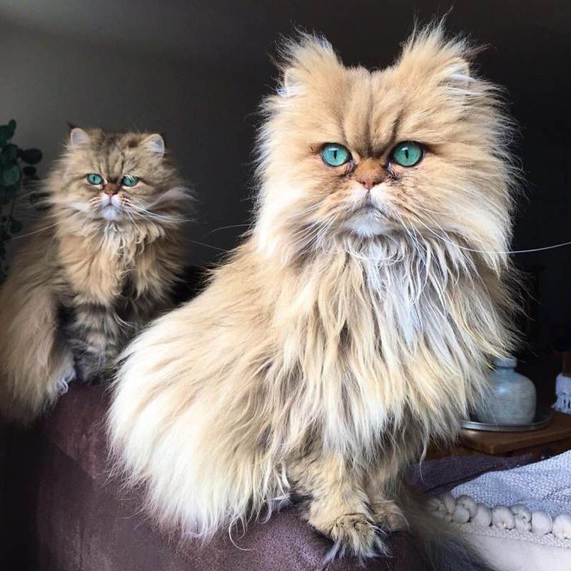 Персидские кошки Лилли и Эви