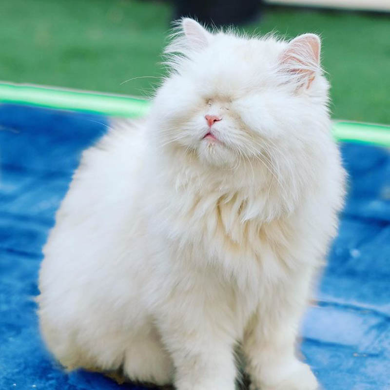 Слепая персидская кошка по кличке Моет 