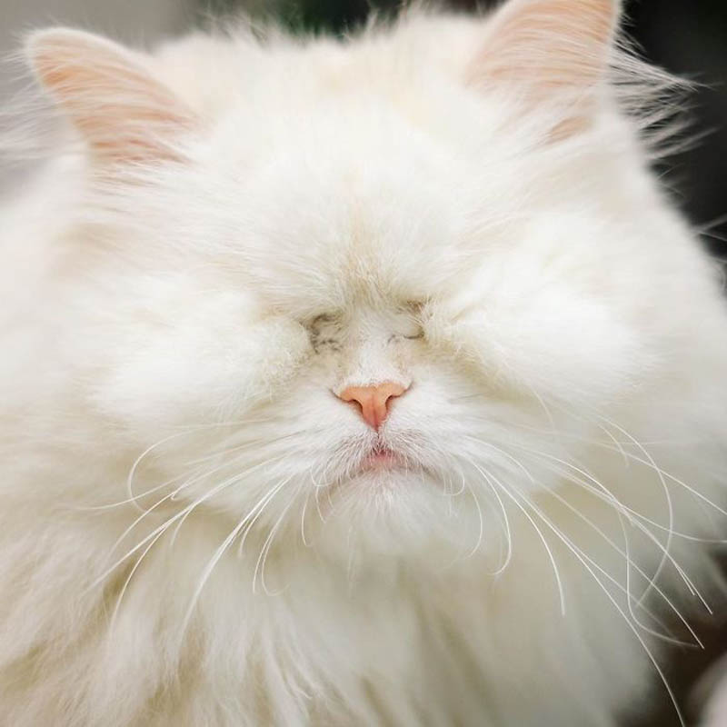 Слепая персидская кошка по кличке Моет 