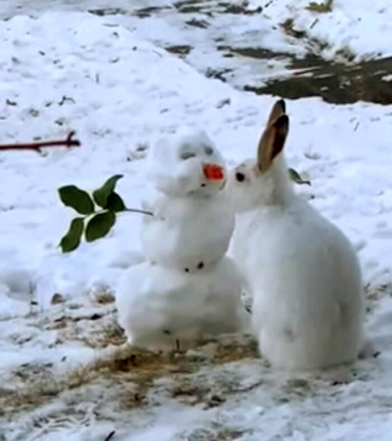 Кролик, снеговик и морковка