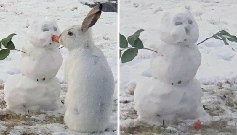Кролик, снеговик и морковка