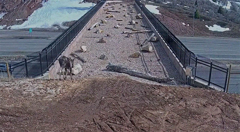 Эстакада для диких животных над шоссе в Юте 