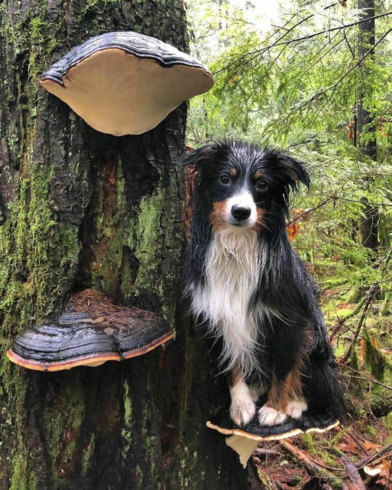 фотографии собак на грибах