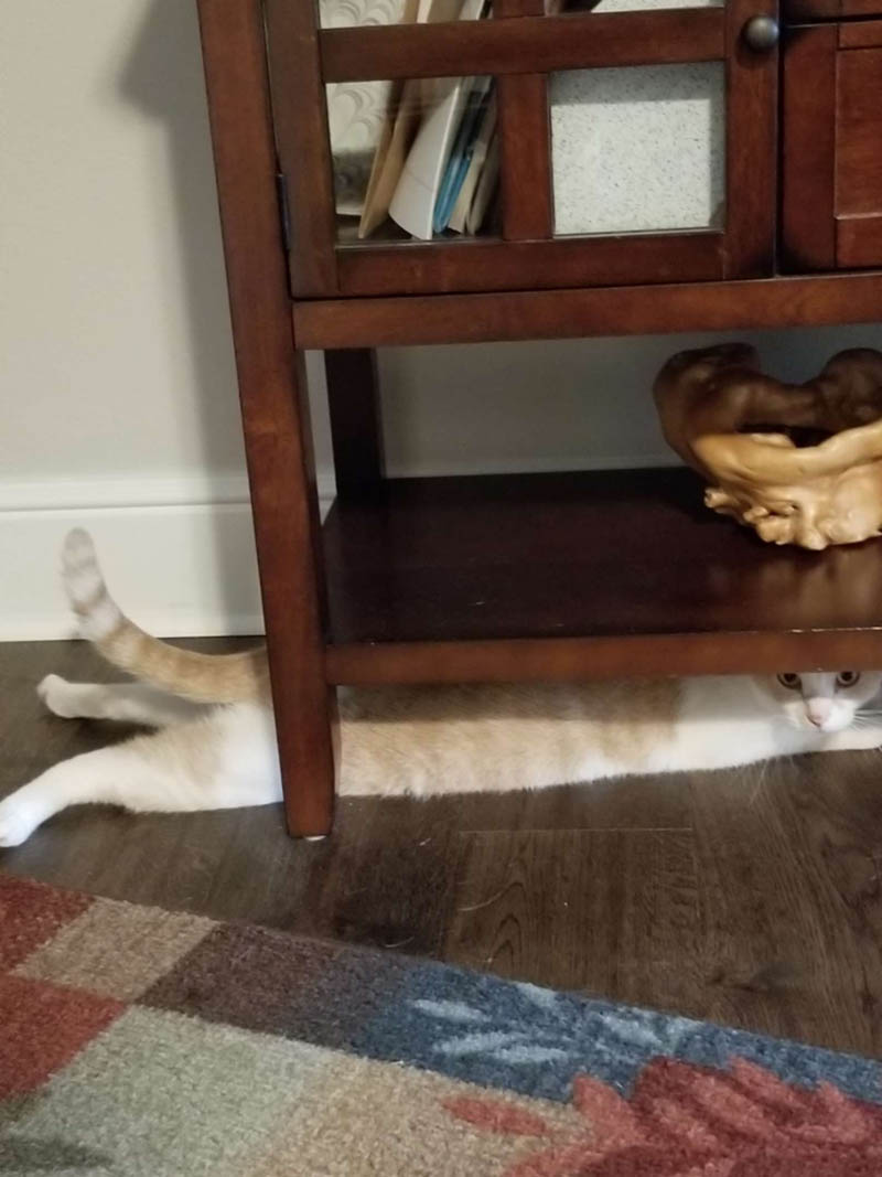 Киану — кот, который не умеет прятаться