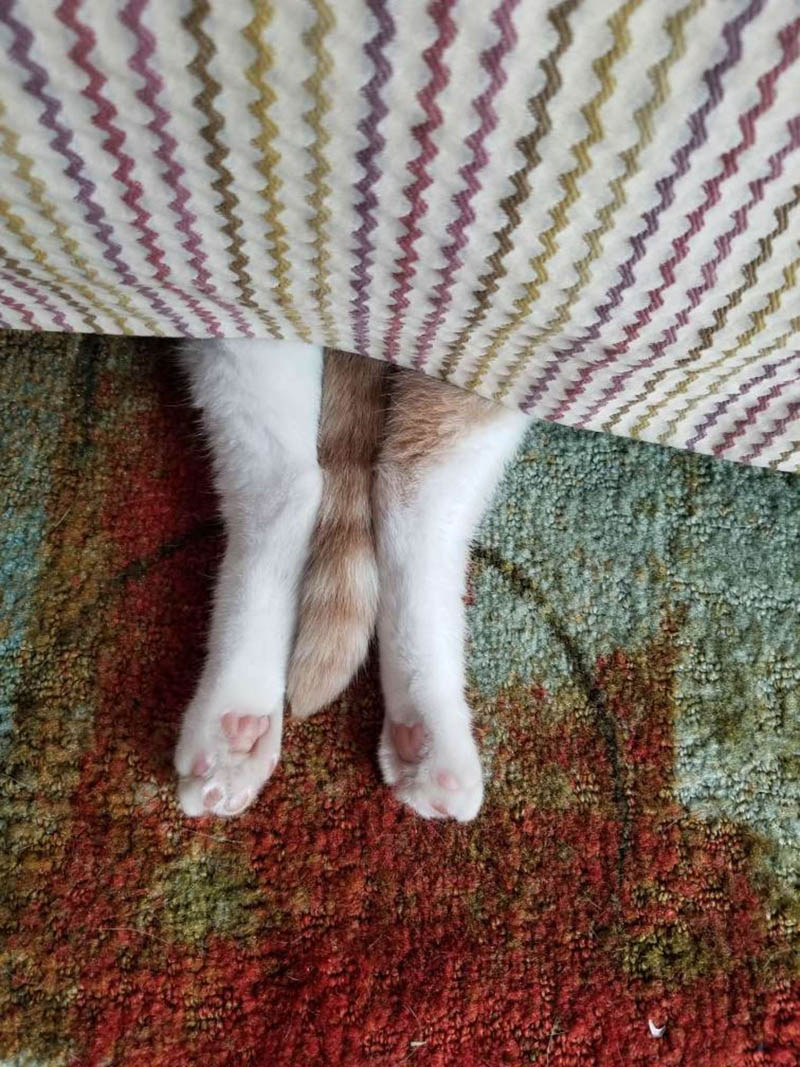 Киану — кот, который не умеет прятаться