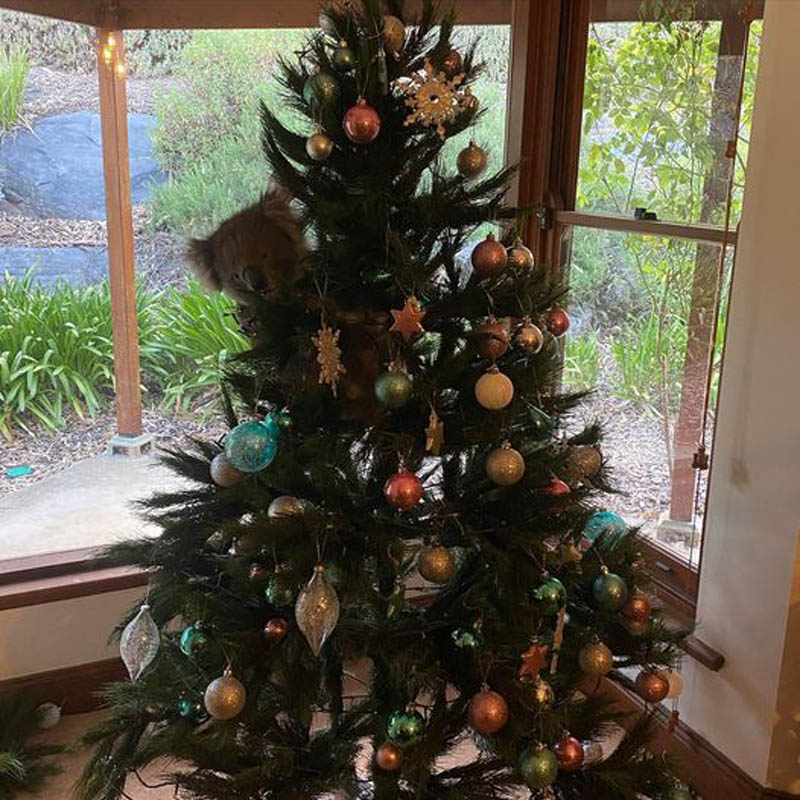 Коала на рождественской елке