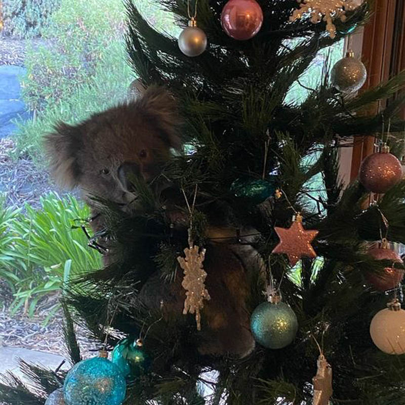 Коала на рождественской елке