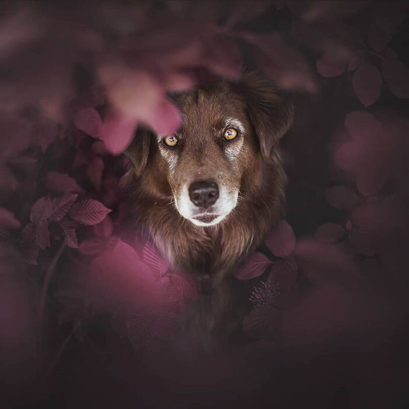 Собаки и природа на снимках австрийского фотографа Энн Гейер