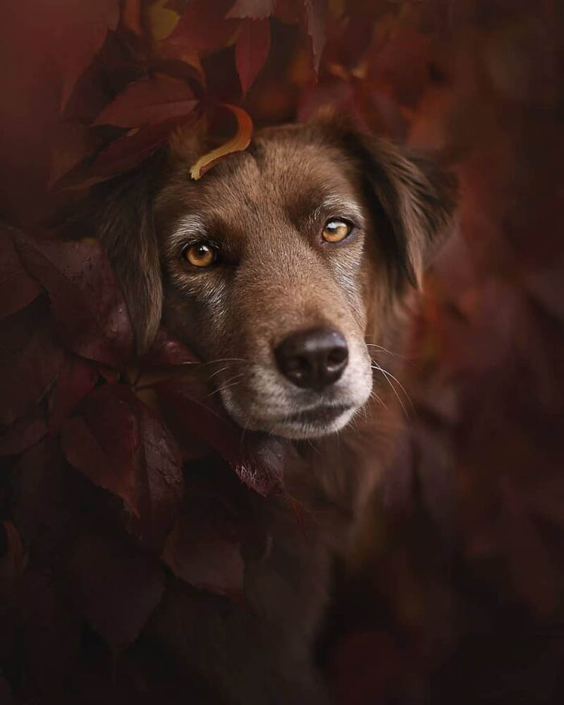 Собаки и природа на снимках австрийского фотографа Энн Гейер