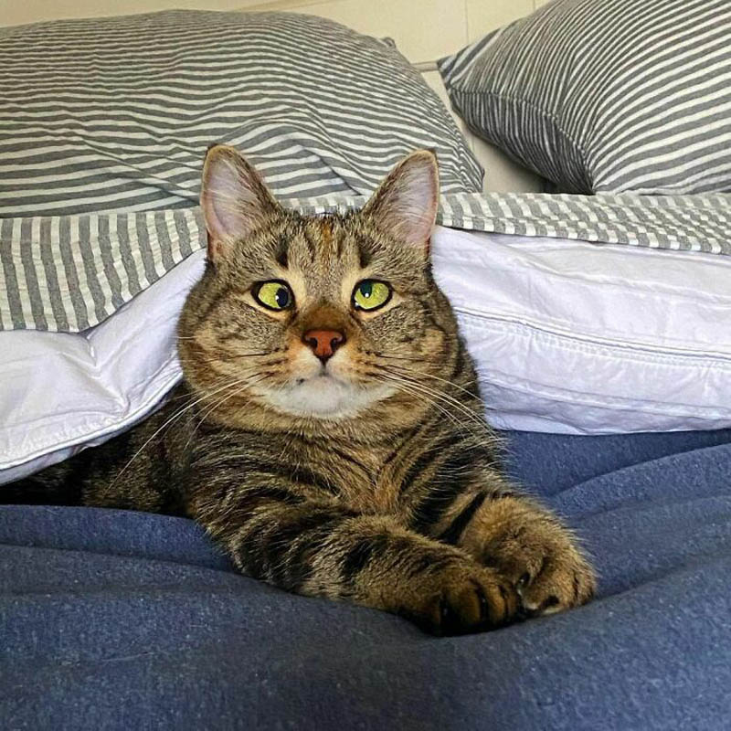 Косоглазая кошка Олив 