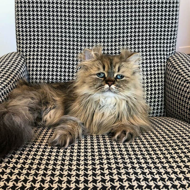 Персидский кот Барнаби