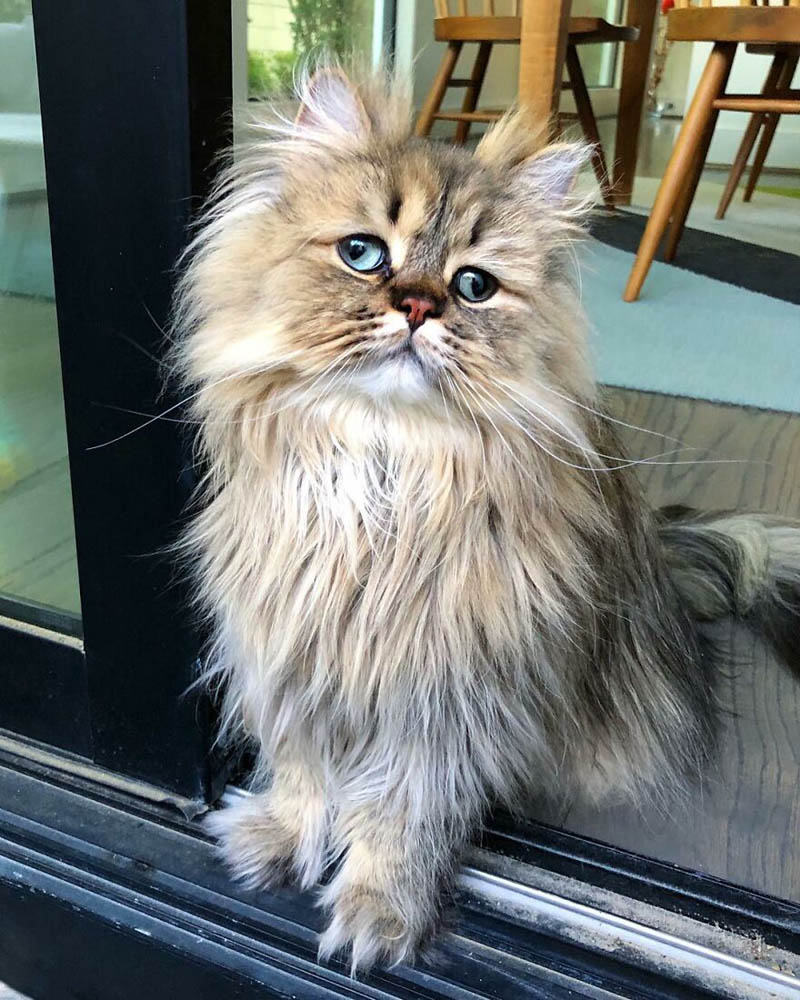 Персидский кот Барнаби