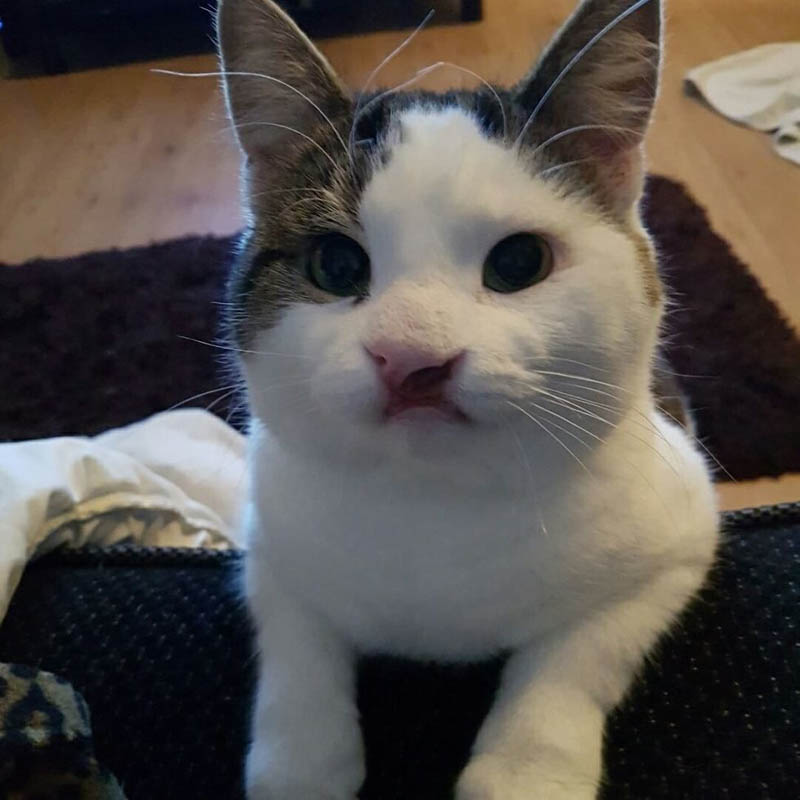 Брюс — счастливый кот с расщепленной губой