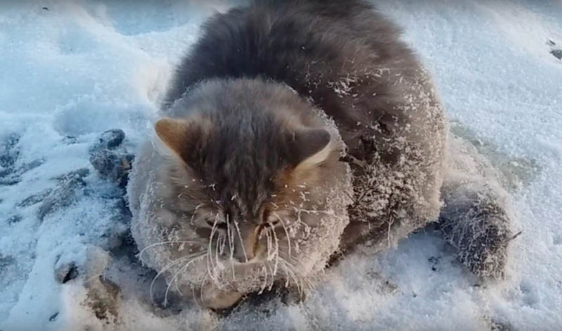 Спасение вмерзшего в лед кота