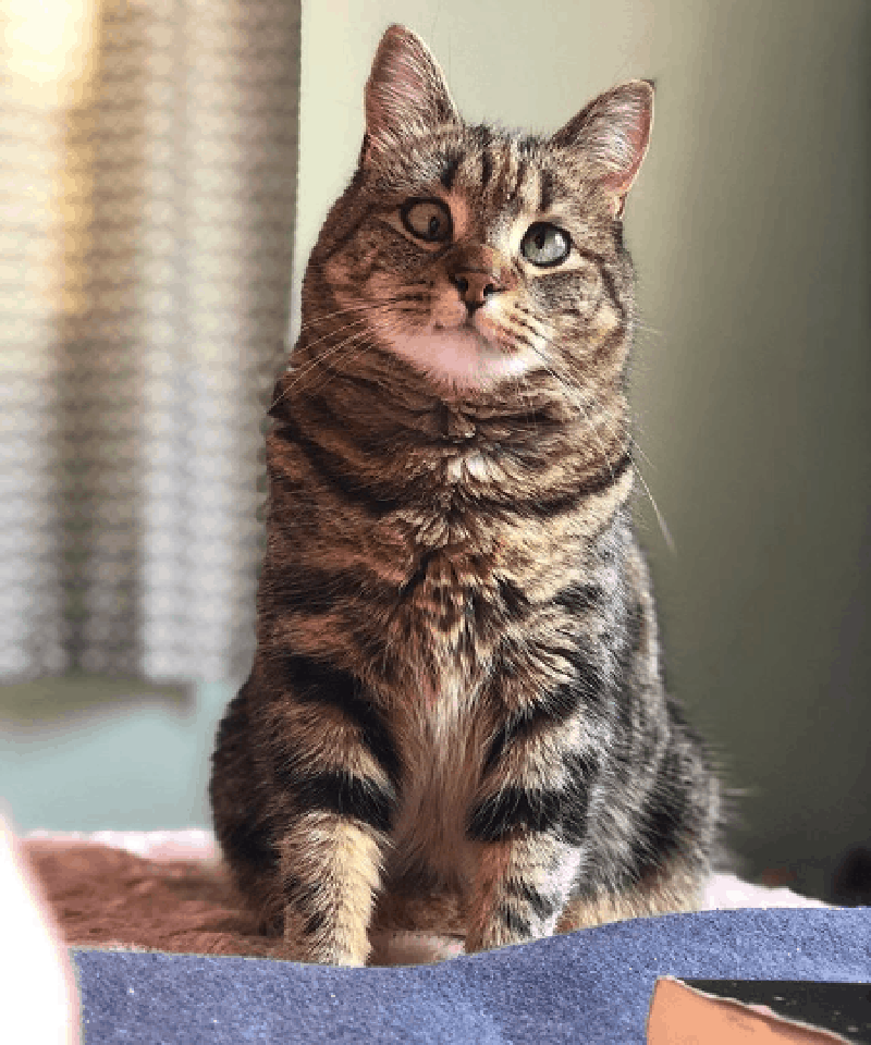 Косоглазая кошка Олив