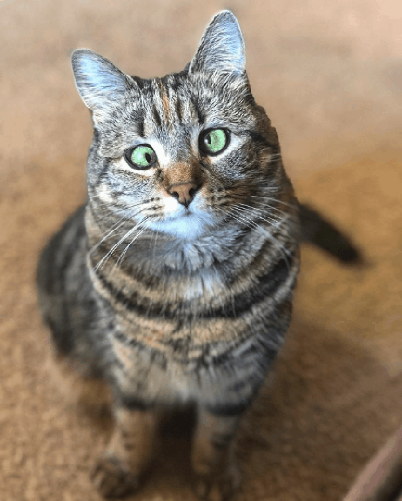 Косоглазая кошка Олив 