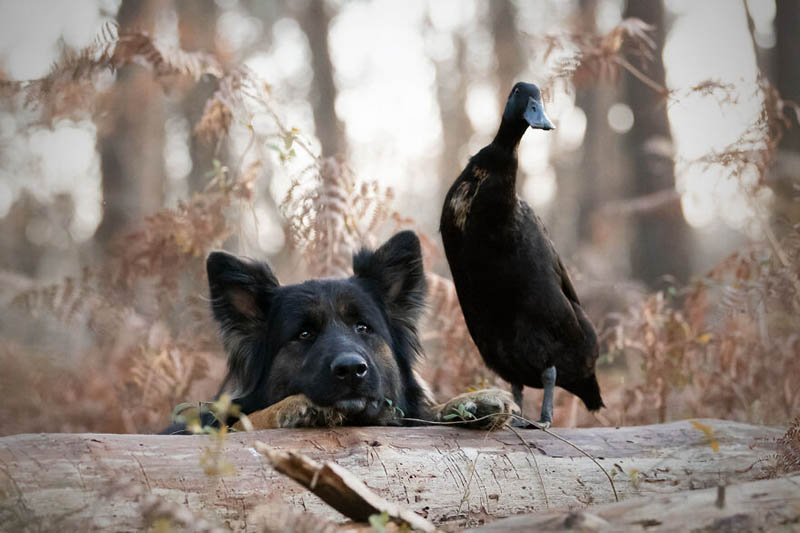 Собака, утка и два голубя