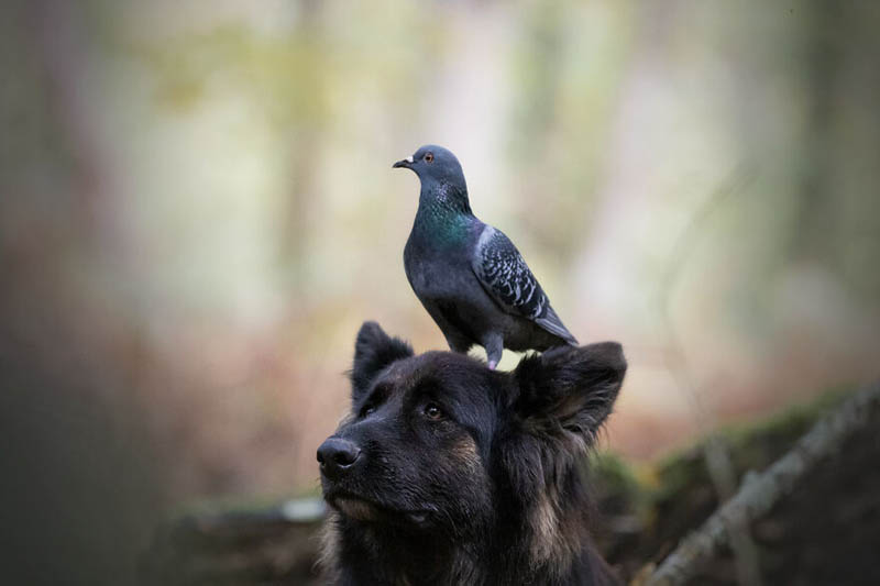 Собака, утка и два голубя